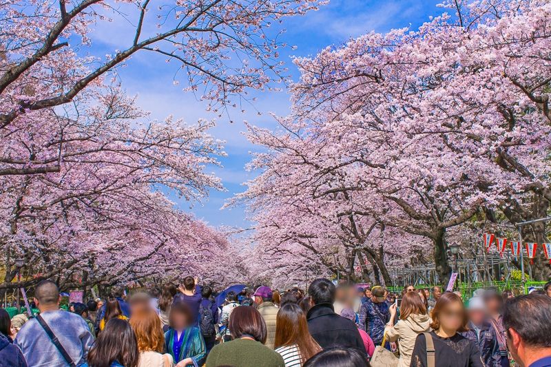 临湘赏樱花活动